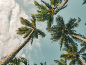 Low-angle view of tall palm trees against a blue sky.